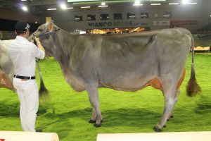 151128SC15 401_Abt 9 Haecki BS Zaro LAERCHE von Josef Hcki SZ